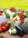 Fresh vegetables in the garden