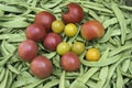 Fresh vegetables, green beans, Tomatoes varieties