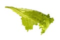 Fresh vegetables - green leaf lettuce Royalty Free Stock Photo