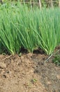 Fresh vegetables, green onion yield Royalty Free Stock Photo