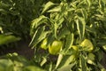 Fresh vegetables, green peppers,, plant and fruit Royalty Free Stock Photo