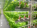 Fresh Vegetables are growing in indoor farm/vertical farm.