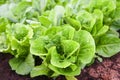 Fresh vegetables lettuce leaf in the garden food organic vegetable gardening wait harvested for green salad health food Royalty Free Stock Photo