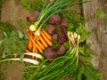 Fresh vegetables: onion, beets, carrots, cauliflower, radish Royalty Free Stock Photo