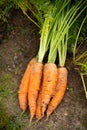 Fresh Vegetables Of Orange Carrot On Ground In Garden.