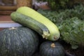 Fresh Vegetables on the organic farm. Cucumber, pumpkin, and wax gourd.