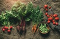 Fresh vegetables, peas, radish, tomato, carrot, beetroot on ground on farm at sunset. Freshly bunch harvest. Healthy organic food Royalty Free Stock Photo