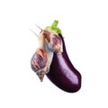 Fresh vegetables without pesticides.Snails and eggplant Royalty Free Stock Photo