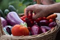 Fresh vegetables Royalty Free Stock Photo