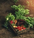 Fresh vegetables, potato, radish, tomato, carrot, beetroot in wooden box on ground on farm at sunset. Freshly bunch harvest.