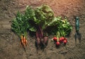 Fresh vegetables, radish, carrot, beetroot on ground on farm at sunset. Freshly bunch harvest. Healthy organic food, agriculture, Royalty Free Stock Photo