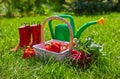 Fresh vegetables, red sweet pepper and radish with green leaves Royalty Free Stock Photo