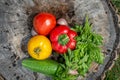 Fresh vegetables: red and yellow tomato, green cucumber, head of garlic, pepper and pepper lie on a stump surrounded by Royalty Free Stock Photo