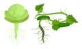 Fresh Vegetables with Rootstock and Top Leaves Vector Set