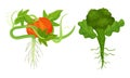 Fresh Vegetables with Rootstock and Top Leaves Vector Set