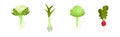 Fresh Vegetables with Rootstock and Top Leaves Vector Set