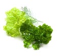 fresh vegetables (salad, lettuce) Royalty Free Stock Photo