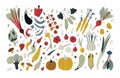 Fresh vegetables set. Vegetarian food. Hand drawn vector doodle illustrations. Collection farm product for restaurant Royalty Free Stock Photo