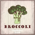 Fresh vegetables sketch background. Vintage hand drawing illustration of a broccoli