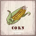 Fresh vegetables sketch background. Vintage hand drawing illustration of a corn