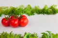 Fresh vegetables - sweet tomatoes and leaves of frillis Royalty Free Stock Photo