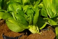 Fresh vegetables ,Thai