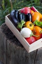 Fresh vegetables, tomatoes, peppers, aubergines, chilli pepper in a wooden box on a stump in the open air in the garden. Vegetable Royalty Free Stock Photo