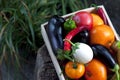 Fresh vegetables, tomatoes, peppers, aubergines, chilli pepper in a wooden box on a stump in the open air in the garden. Vegetable Royalty Free Stock Photo