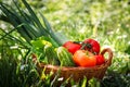 Fresh vegetables in weaved basket Royalty Free Stock Photo