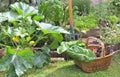 Vegetables in a wicker basket harvesting in garden