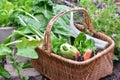 Fresh vegetables in a wicker basket harvesting in garden