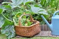 Vegetables in a wicker basket harvesting in garden next to a watering can