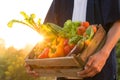 Fresh vegetables in wood box holding by farmer at beautiful sunset, Vegetable garden and healthy eating concept Royalty Free Stock Photo