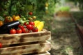 fresh vegetables in a wooden box, close-up Royalty Free Stock Photo