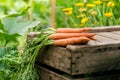 Fresh vegetables on a wooden box in the home garden. Green background from flowers and grass. Organic fresh vegetables. Carrots, c Royalty Free Stock Photo