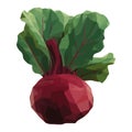 Fresh vegetarian common beetroot, healthy meal