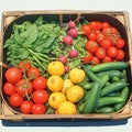 Fresh veggies in market basket tomatoes, cucumbers, eggplants, beans Royalty Free Stock Photo