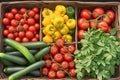 Fresh veggies in market basket tomatoes, cucumbers, eggplants, beans Royalty Free Stock Photo