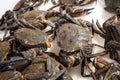 Fresh Velvet crab for sale in the market. Necora puber Royalty Free Stock Photo