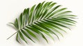 A fresh, verdant coconut or date palm leaf showcases its intricate textures and shades of green.