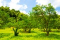 Fresh verdure against blue sky with clouds Royalty Free Stock Photo