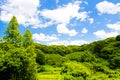 Fresh verdure against blue sky with clouds Royalty Free Stock Photo