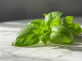 Vibrant Basil Leaves on a Marble Surface Royalty Free Stock Photo