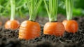 Fresh vibrant carrots harvested from a thriving greenhouse garden, just pulled from the rich soil