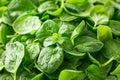 Fresh Vibrant Green Baby Spinach Leaves Background, Healthy Natural Organic Food Full Frame Texture Closeup