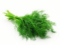 Fresh, vibrant green dill bundle isolated on a clean white background.