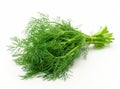 Fresh, vibrant green dill bundle isolated on a clean white background.