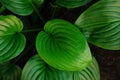 Fresh vibrant green leaves Hosta plant low key top view. Greenery background dark moody style wallpaper Botanical design Royalty Free Stock Photo