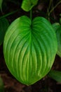 Fresh vibrant green leaves Hosta plant low key top view. Greenery background dark moody style wallpaper Botanical design Royalty Free Stock Photo