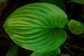 Fresh vibrant green leaves Hosta plant low key top view. Greenery background dark moody style wallpaper Botanical design Royalty Free Stock Photo